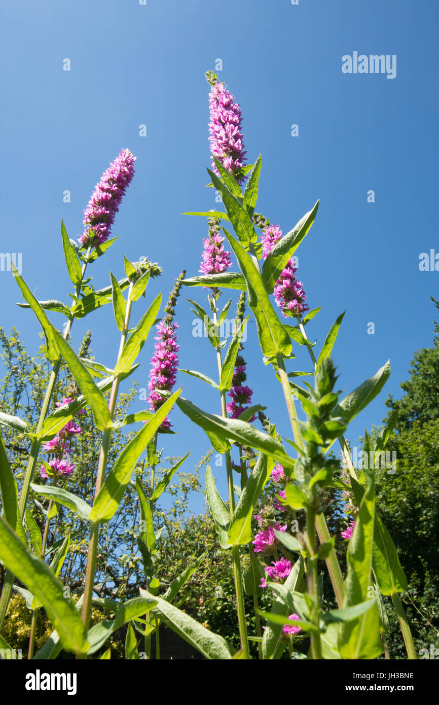 Blutweiderich, Lythrum Salicaria, neben Garten Tierwelt Teich in Sussex, Juli Stockfoto