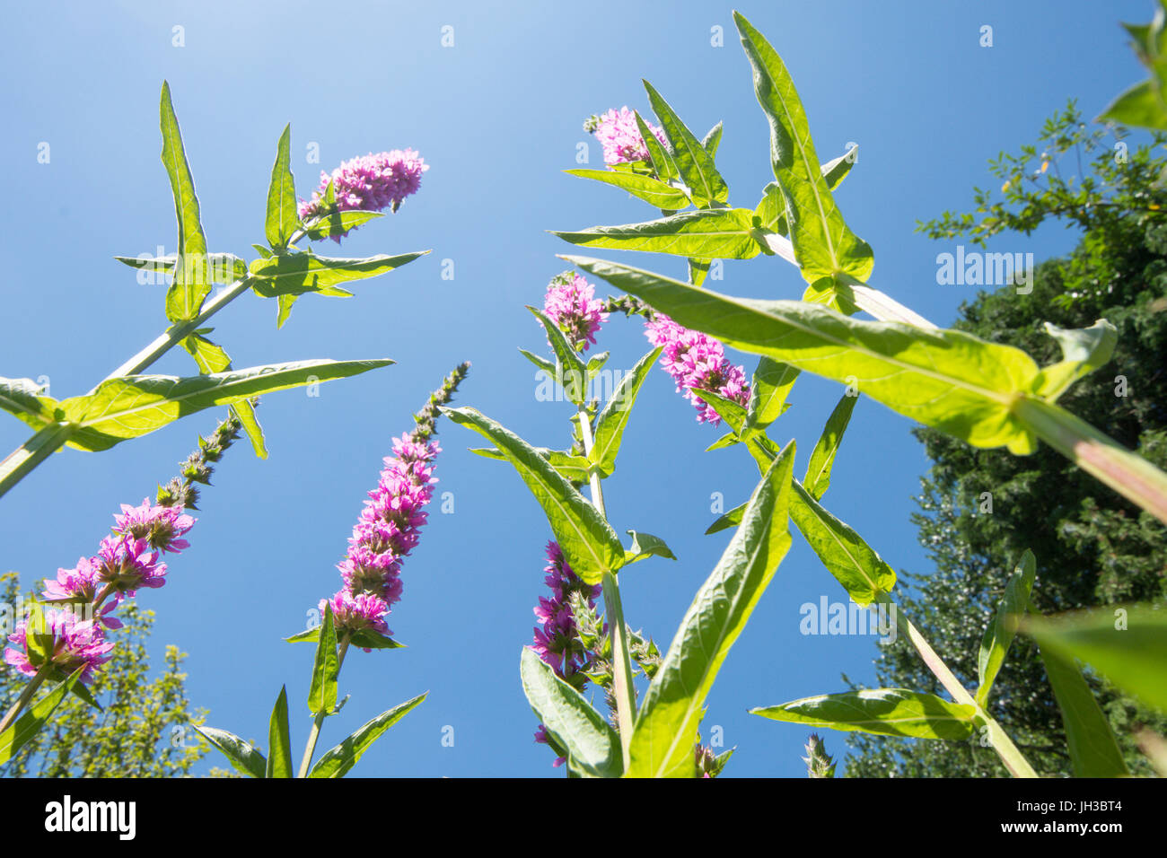 Blutweiderich, Lythrum Salicaria, neben Garten Tierwelt Teich in Sussex, Juli Stockfoto