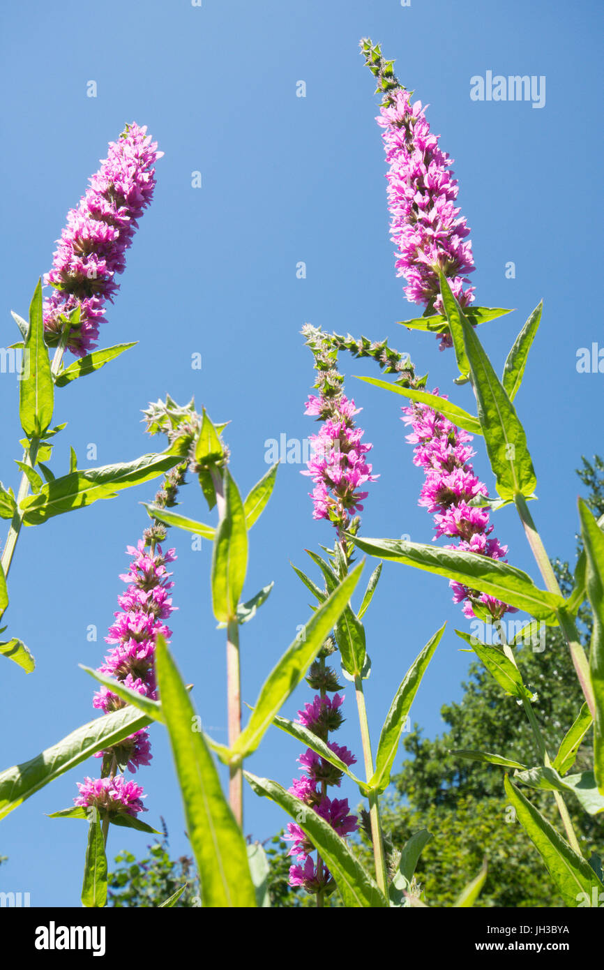 Blutweiderich, Lythrum Salicaria, neben Garten Tierwelt Teich in Sussex, Juli Stockfoto