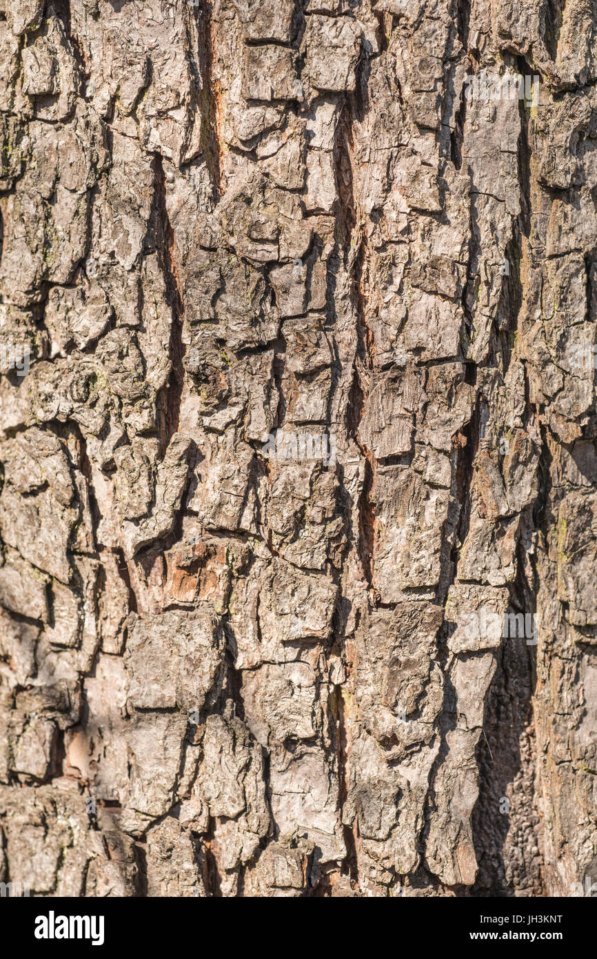 dunkle Rinde detaillierte Muster der alten Birnbaum Stockfotografie - Alamy