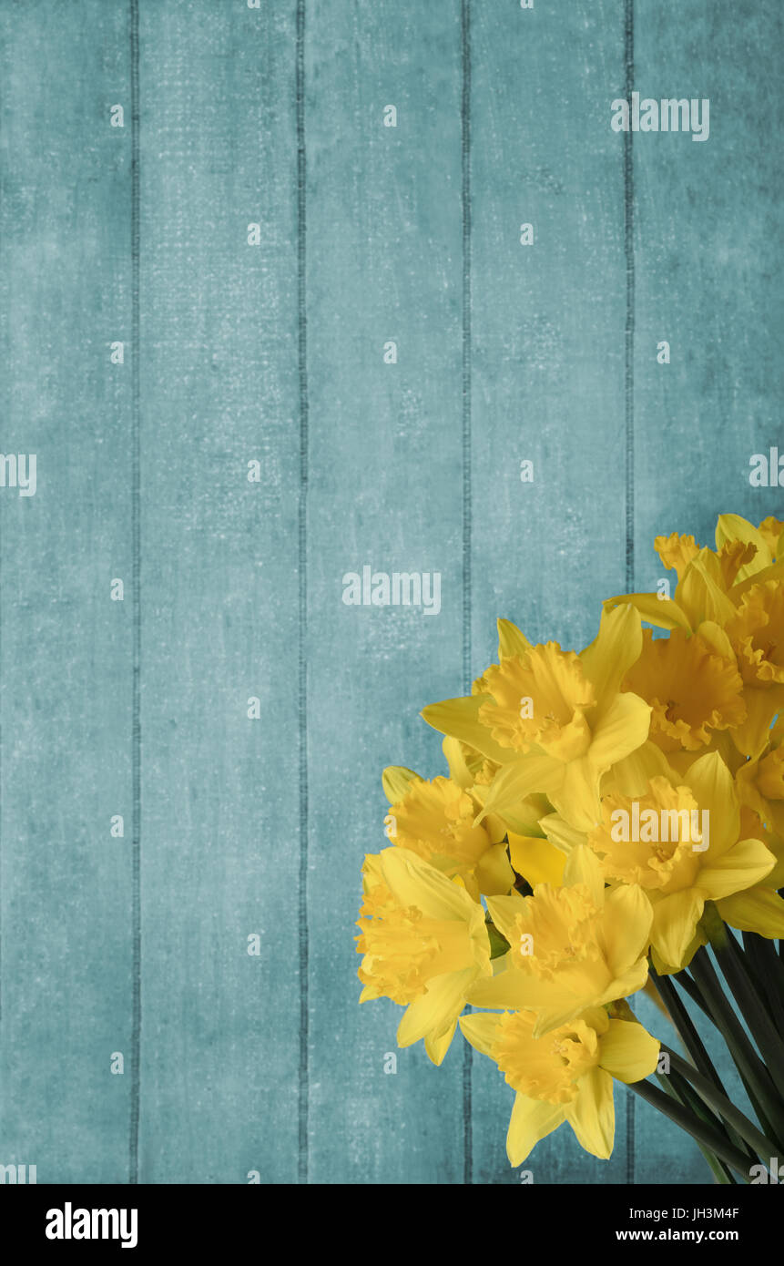 Gelbe Narzissen, vor Türkis Holzbohle Hintergrund gruppiert. Stockfoto