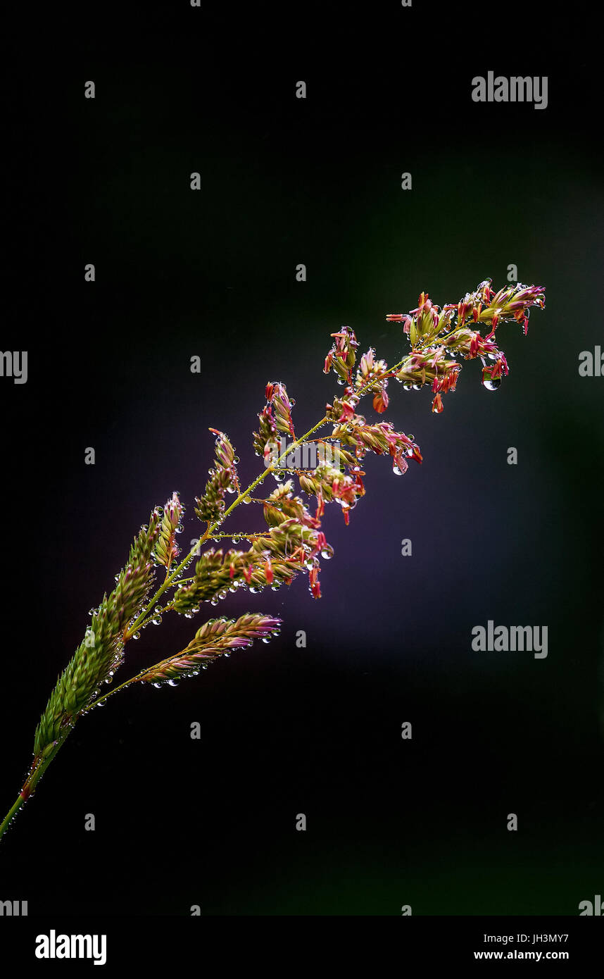 Nahaufnahme von einem Grashalm... Rasen im Frühjahr mit rot blühenden Seedhead in Tautropfen abgedeckt. Stockfoto