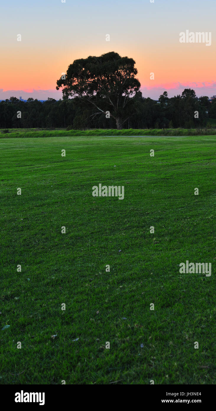 Sonnenuntergang mit grünem Rasen und Baum. Western Sydney Parklands. Abbotsbury. New South Wales. Australien Stockfoto