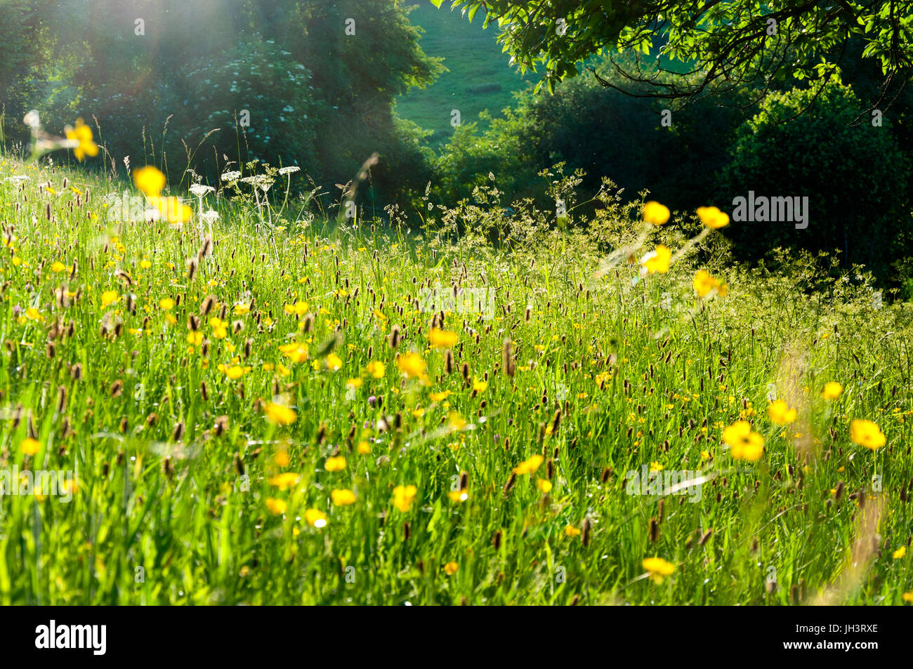 Englische Landschaft ländliche Wiese mit Wildblumen im Sommer Abendsonne Licht Stockfoto