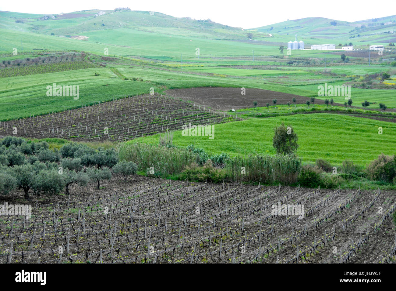 Felder von Weinbergen und grünen Weide in ländlichen Sizilien, Italien. Stockfoto