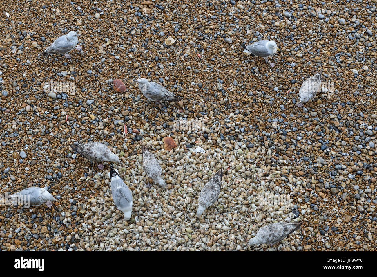 Silbermöwen aus weggeworfenen welks Shells. Hastings, East Sussex, England Stockfoto
