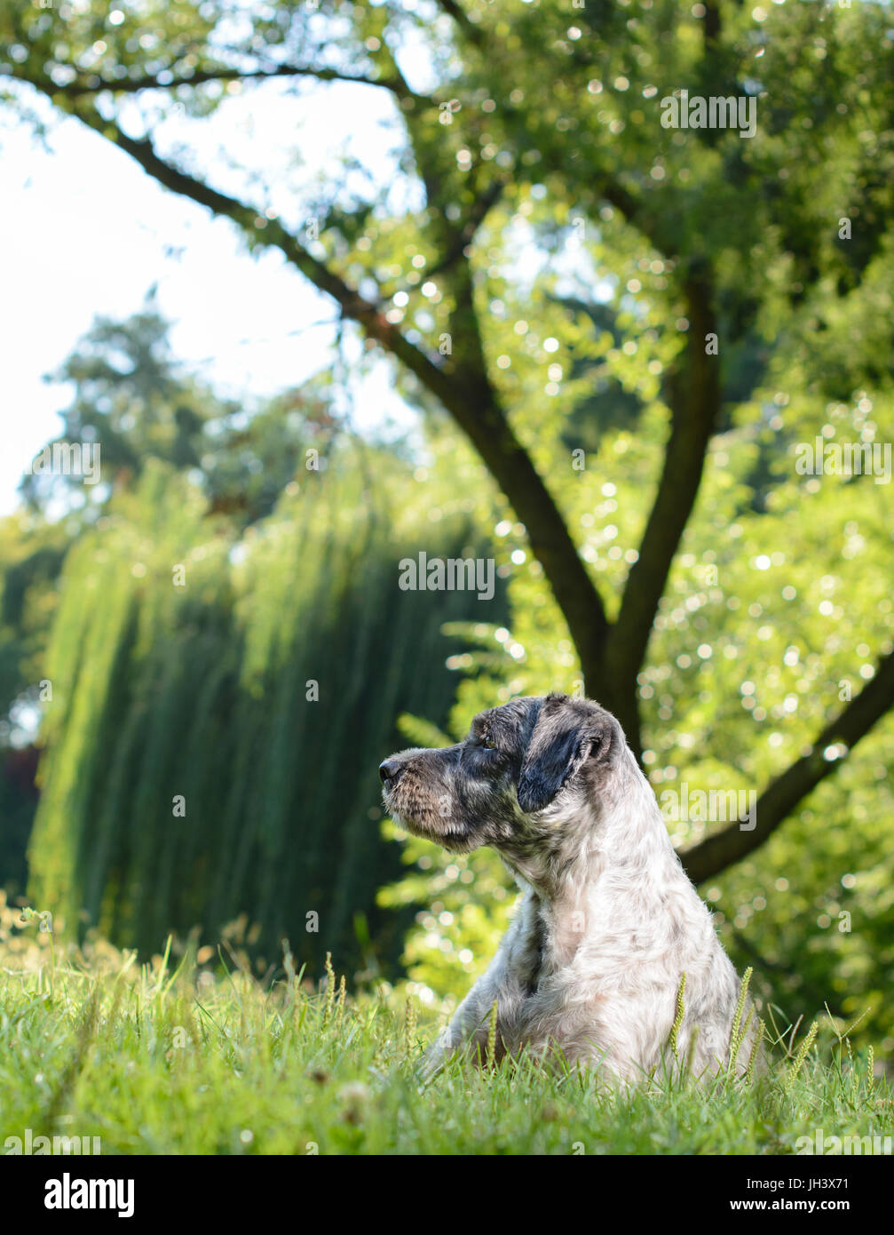 Hund auf dem Rasen im Park liegen und schön auf der Suche zur Seite. Selektiven Fokus. Stockfoto