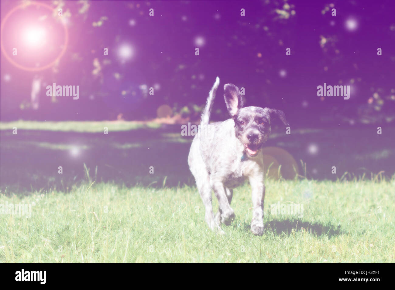 Hund läuft durch das Feld. Selektiven Fokus. Verträumte Wirkung und Objektiv Flare in der Nachbearbeitung hinzugefügt. Stockfoto