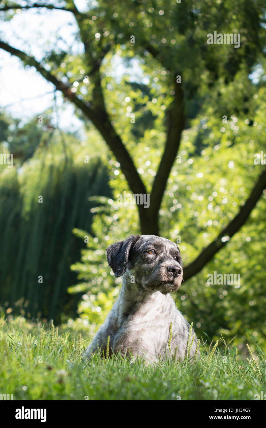 Hund auf dem Rasen im Park liegen und schön starrte in die Ferne. Selektiven Fokus. Stockfoto