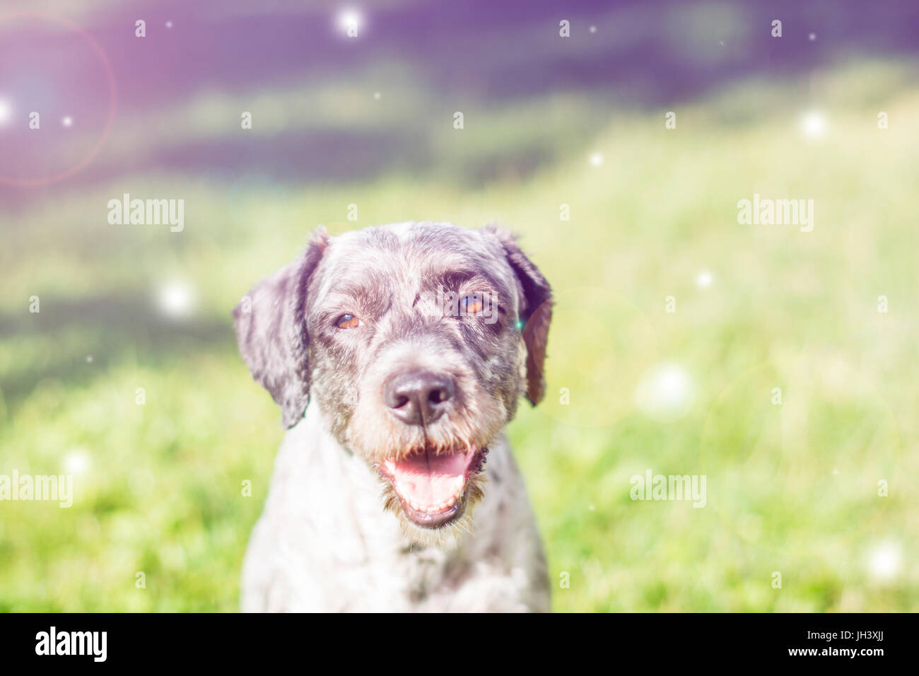 De Gesicht keuchend Hund. Selektiven Fokus.  Verträumte Wirkung und Objektiv Flare in der Nachbearbeitung hinzugefügt. Stockfoto