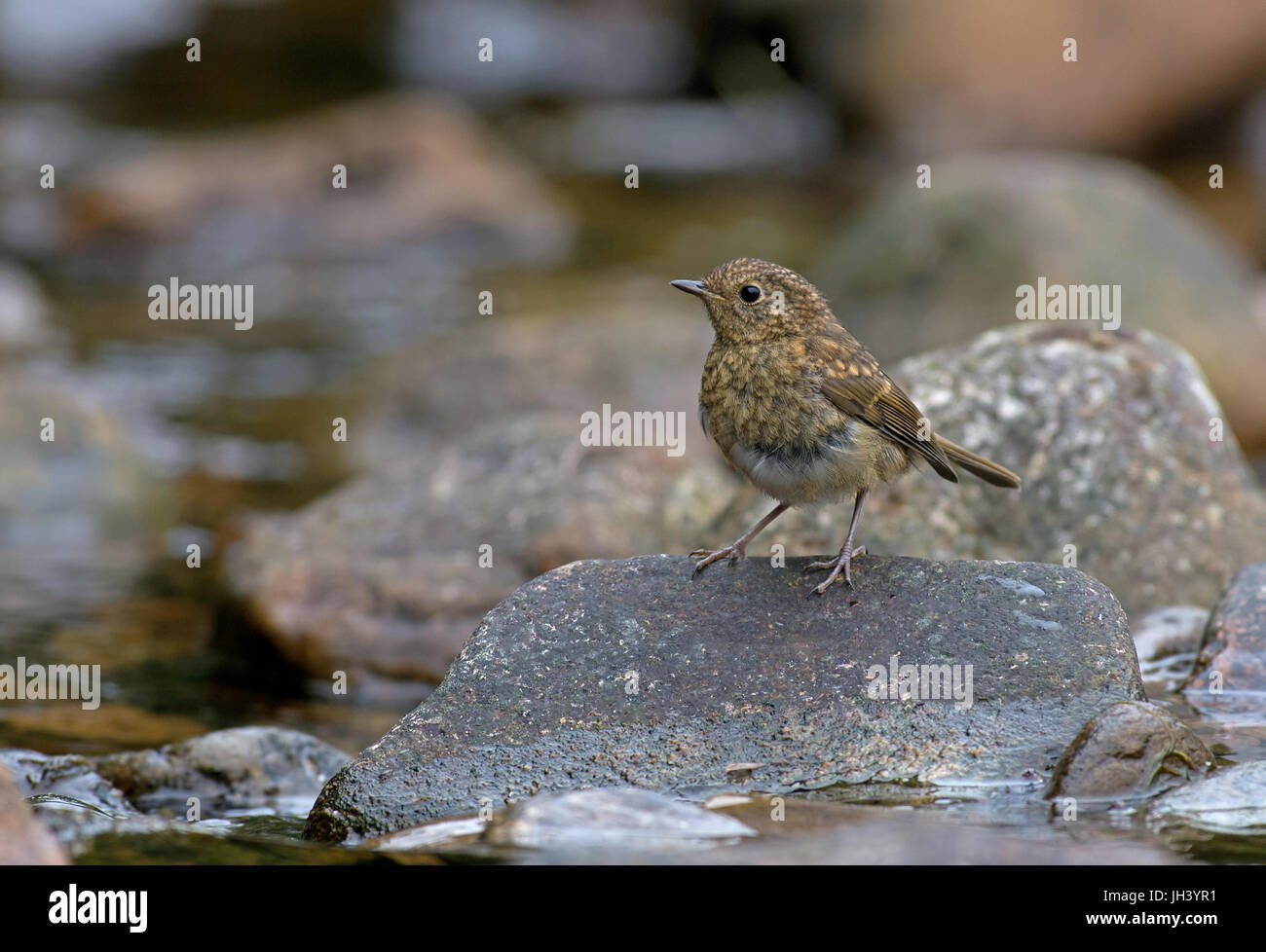 Juvenile Robin Erithacus Rubecula. UK Stockfoto