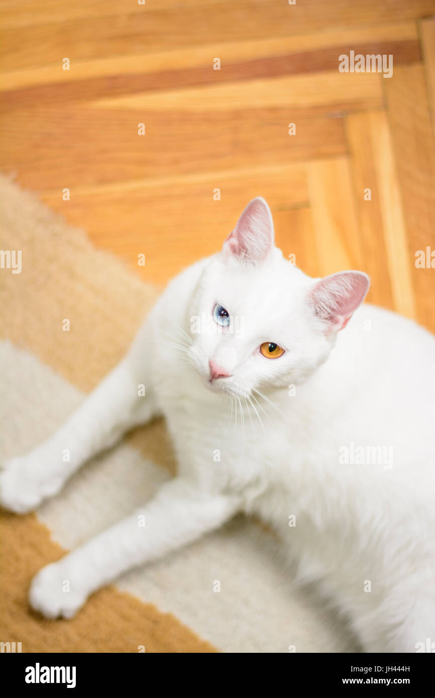 Weiße Katze (mit Heterochromia Iridum) liegt auf dem Teppich, zeigen ihre schönen Augen. Stockfoto