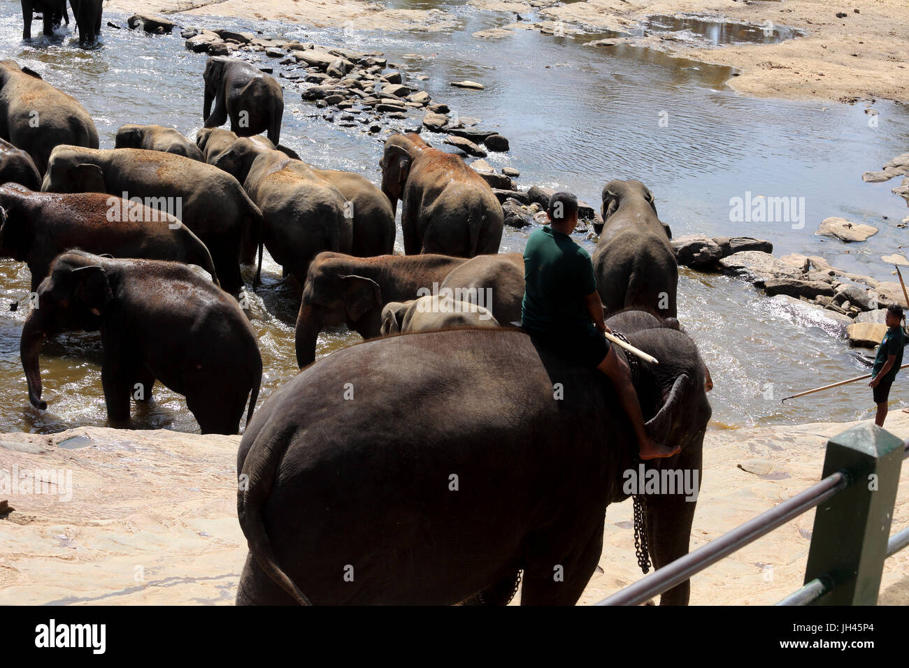 Pinnawala zentrale Provinz Sri Lanka Pinnawala Elephant Orphanage Keeper auf Elefanten durch Ma Oya Fluss Stockfoto