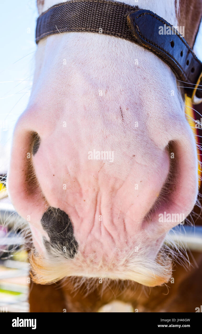 Nahaufnahme einer Pferd-Nase Stockfoto