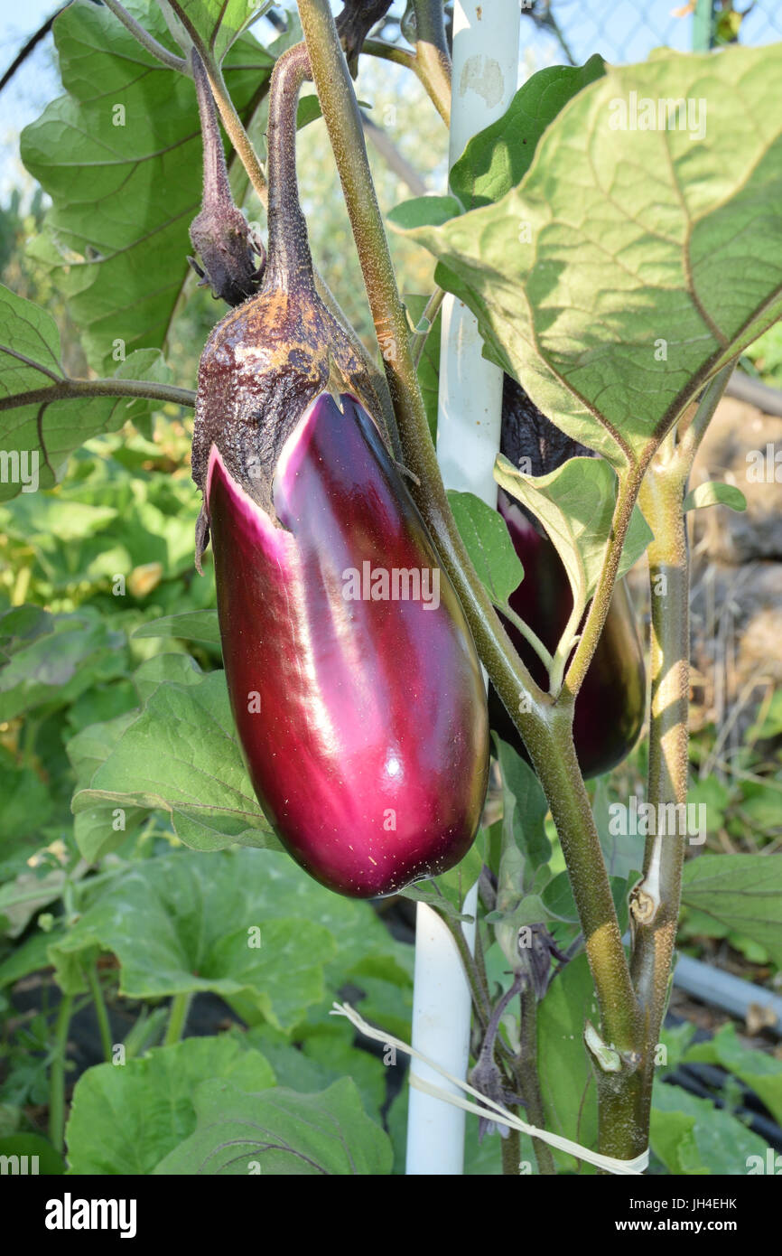 Nahaufnahme der Unreife Auberginen noch an der Pflanze Stockfoto