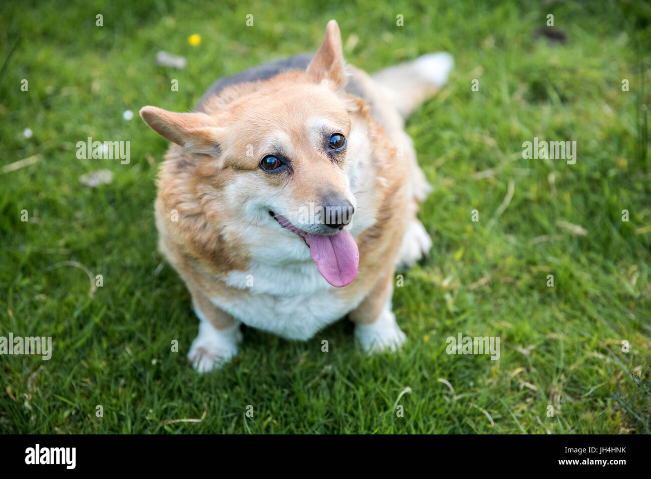 Freundlich Übergewicht Corgi Hund saß auf dem Rasen nachschlagen und keuchend mit der Zunge heraus. Stockfoto