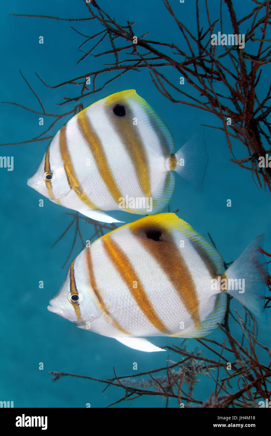 Sixspine Butterflyfish (Parachaetodon Ocellatus), Palawan, Mimaropa, Sulusee, Pazifik, Philippinen Stockfoto