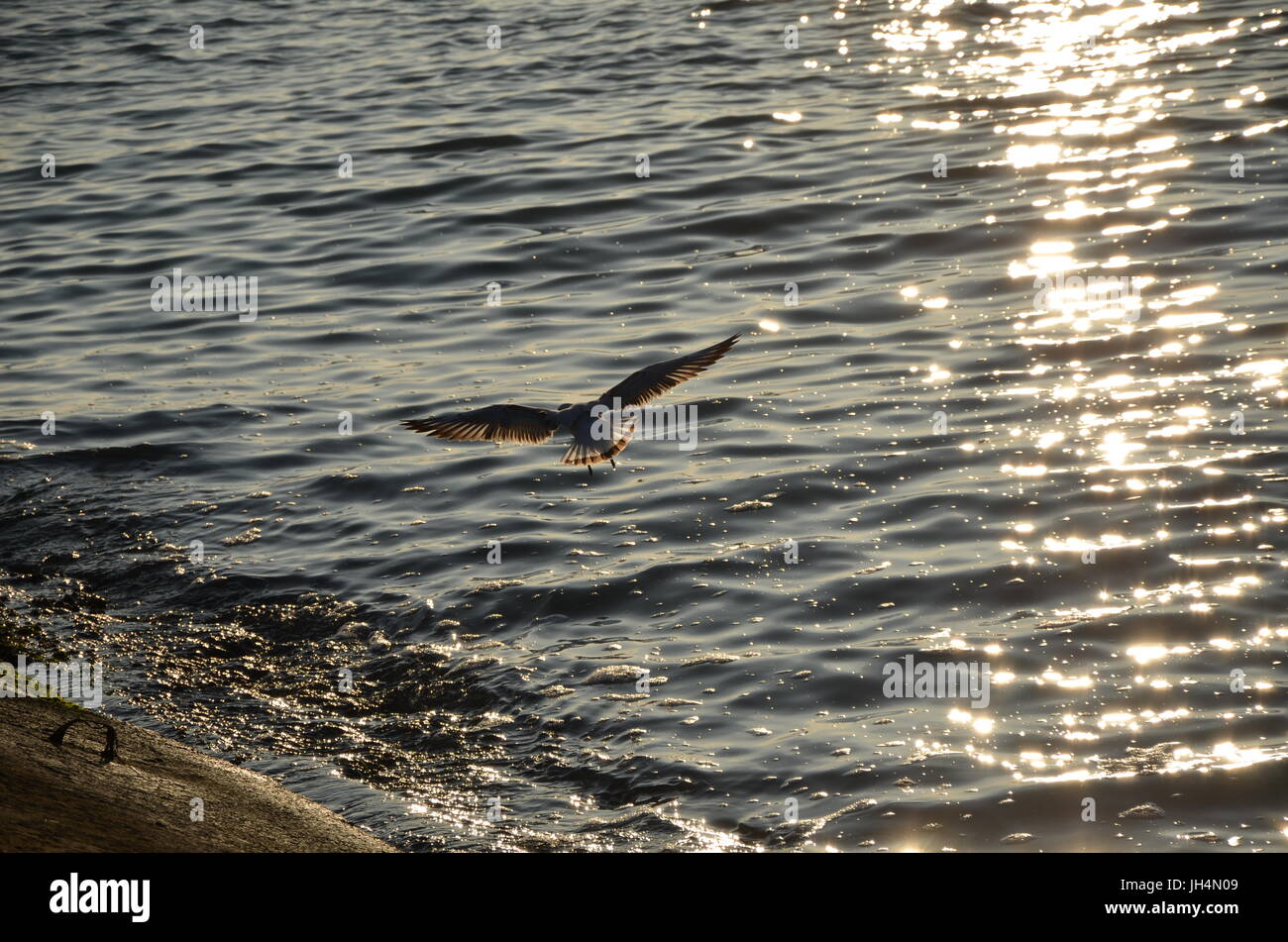 Möwe bei Sonnenuntergang Stockfoto