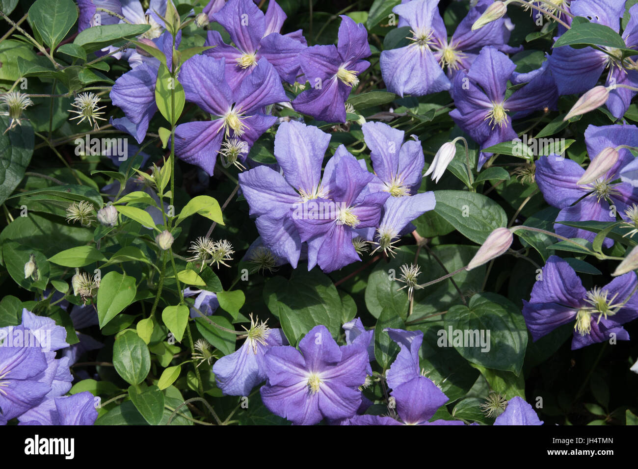 Herrliche blaue Clematis "Rhapsodie" Stockfoto