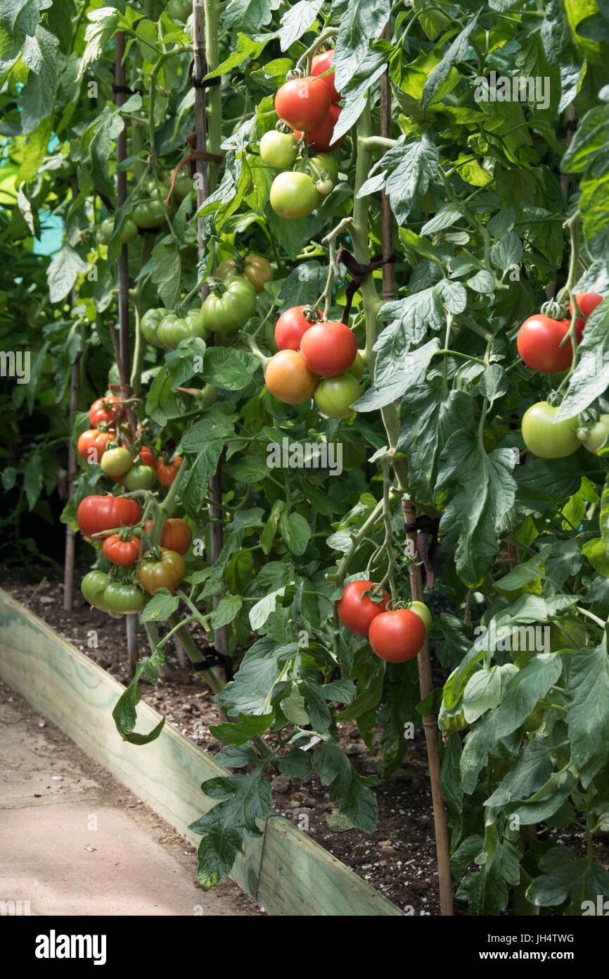 Eine Gewächshaus-Grenze mit Tomaten gepflanzt. Stockfoto