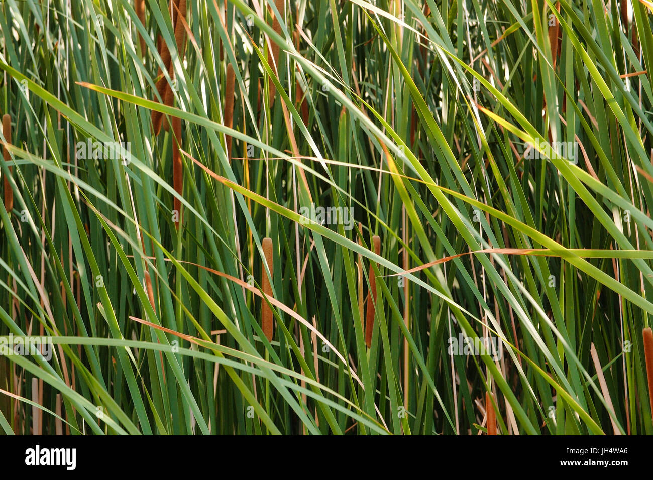 Hohes Schilf im Wind Stockfoto