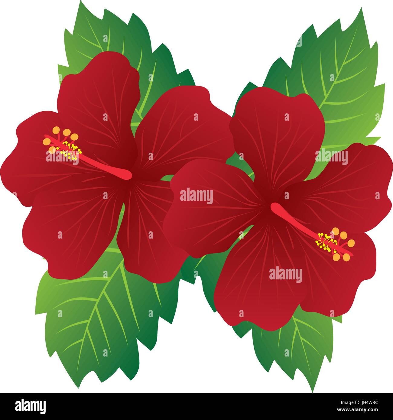 Malaysia nationale Blume rot Hibiskus Blüten mit Blättern farbigen illustration Stock Vektor