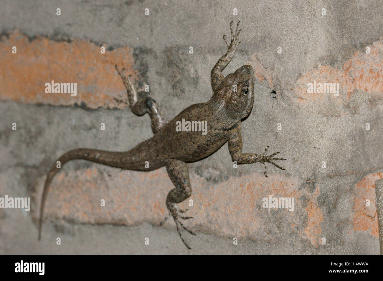 Tier, Stadt, schwarzen Gecko, Delta Parnaíba, Rio Parnaíba Parnaíba, Piauí, Brasilien Stockfoto