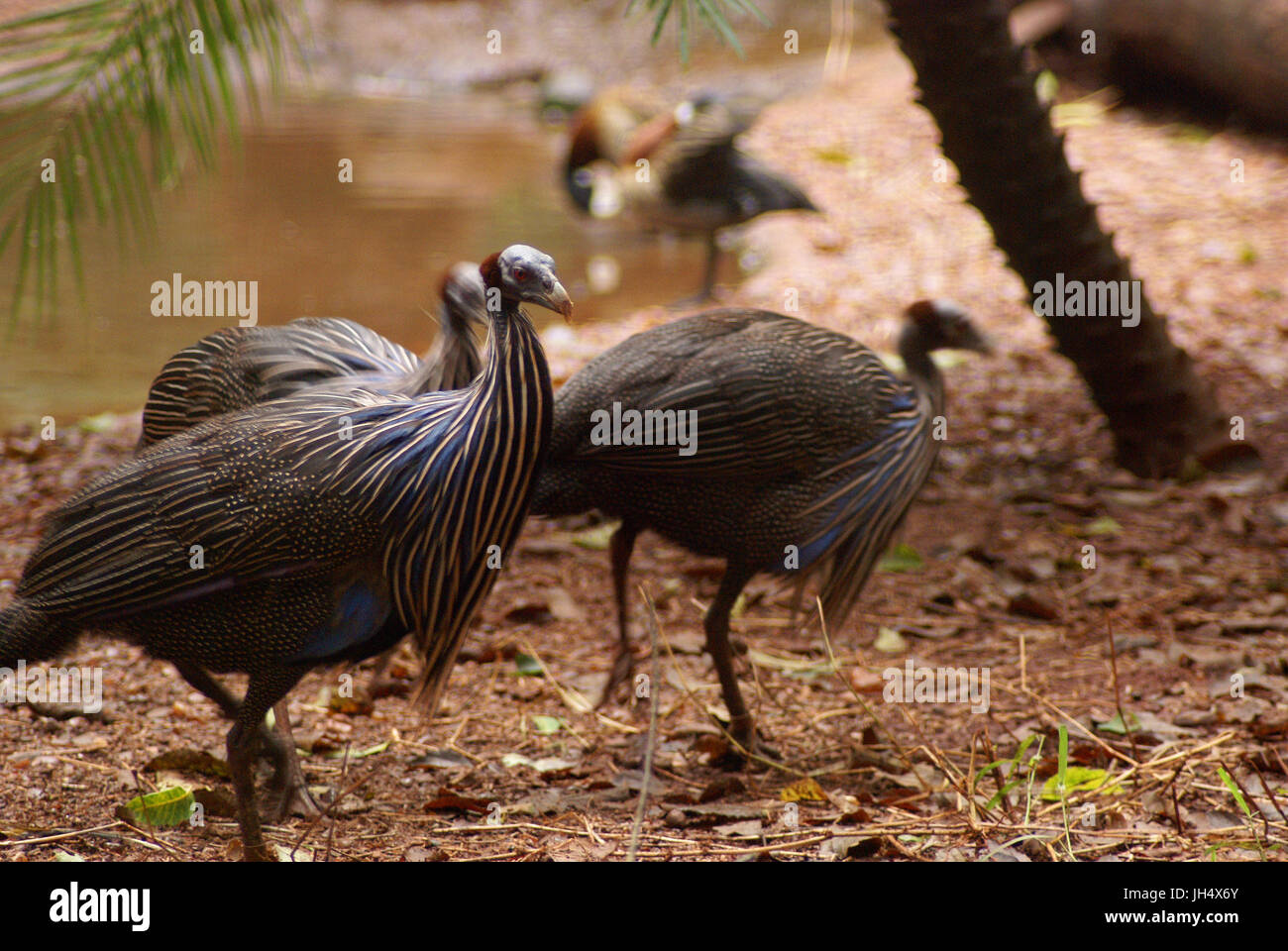 Vogel, pintades vulturine, OiseauxFoz, Wasserfälle von Iguaçu, Brasilien Stockfoto
