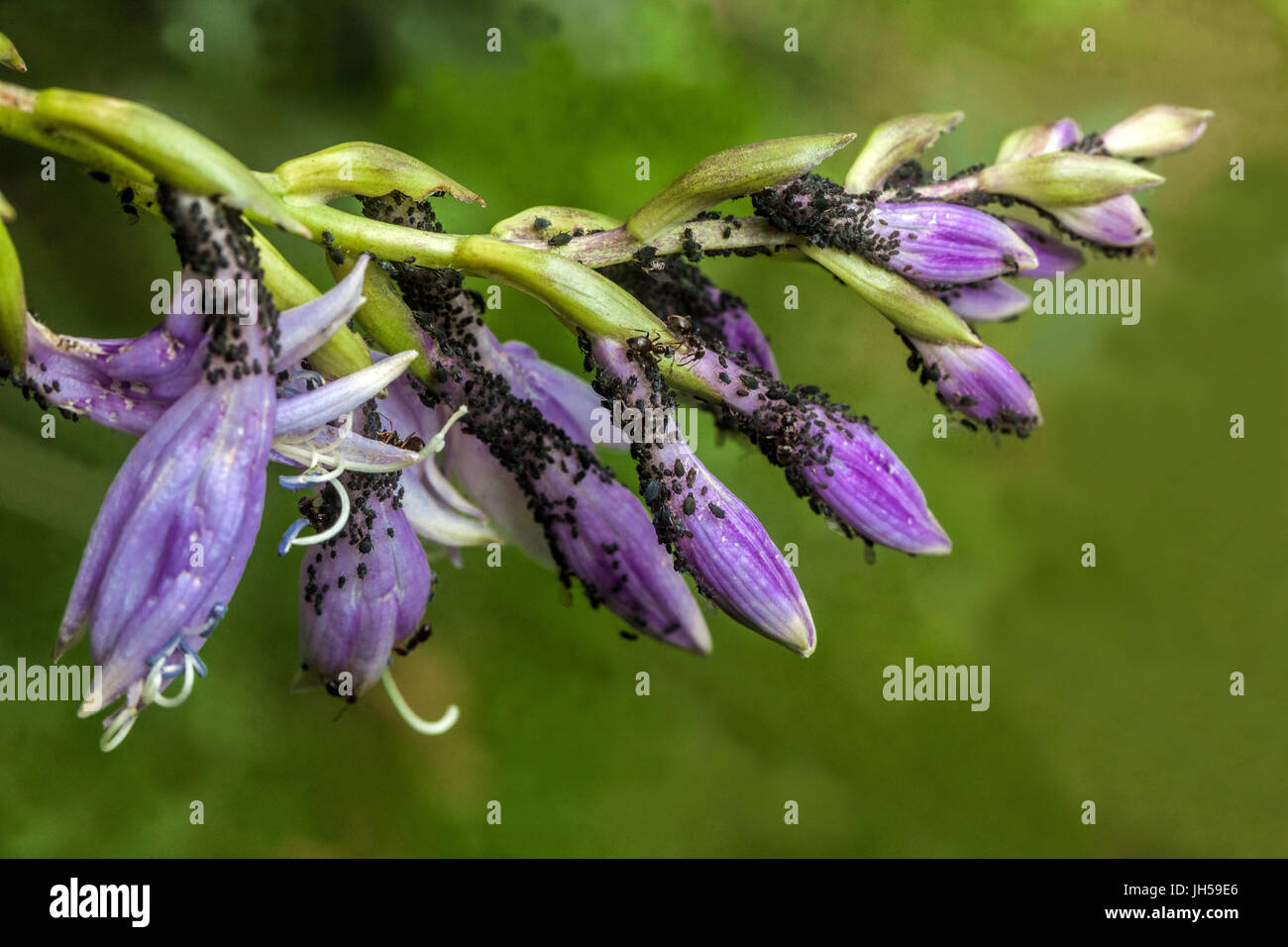 Blattläuse auf Hosta Blumen Stockfoto