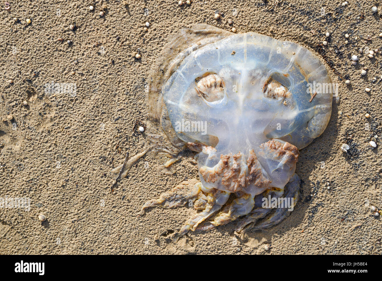 Quallen angespült am Llansteffan Strand, Januar 2017. Wales. VEREINIGTES KÖNIGREICH. Stockfoto