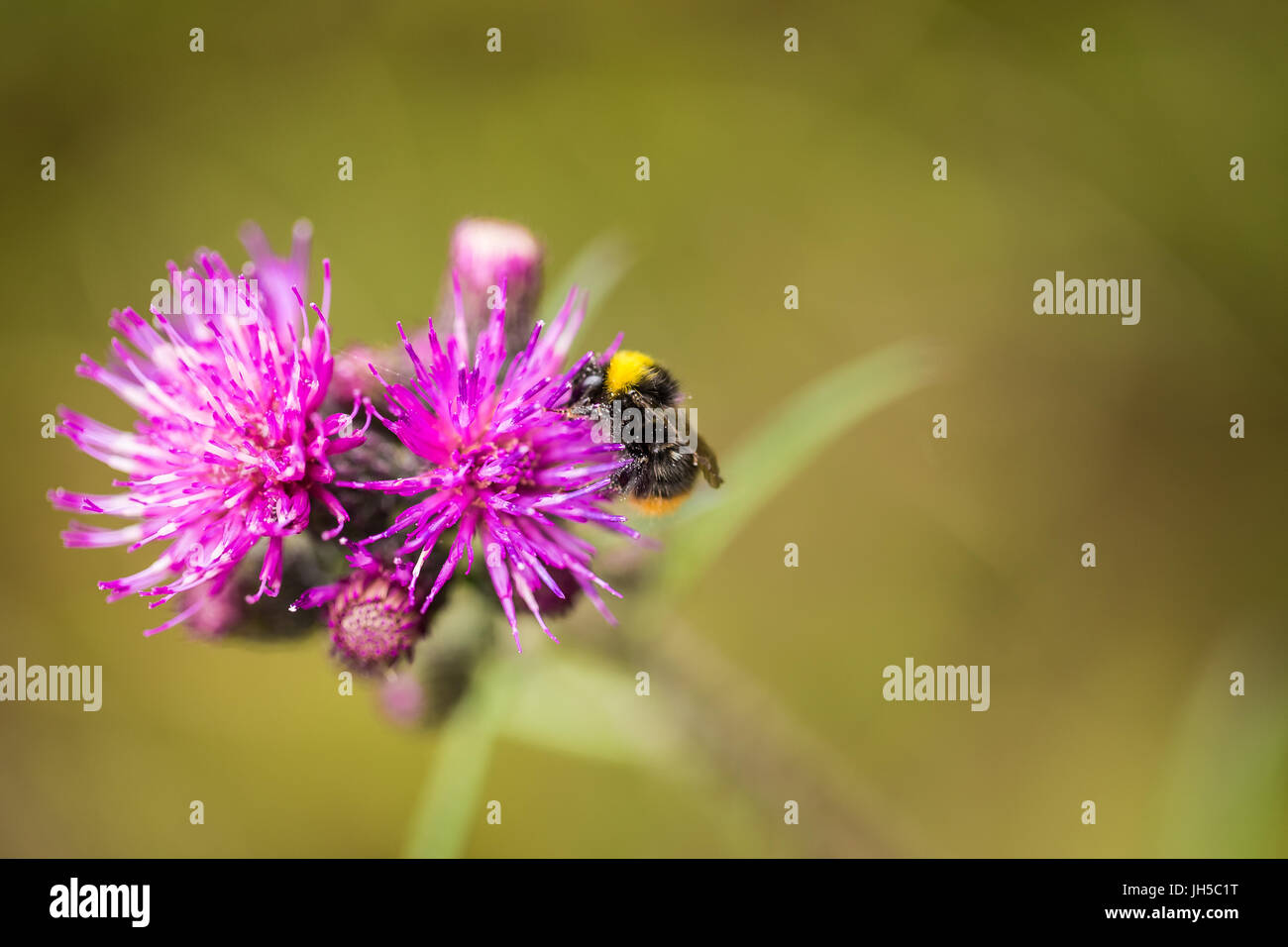 Eine wunderschöne wilde Hummel sammeln Honig aus Sumpf Distel Blume. Makro, geringe Schärfentiefe Feld Foto. Stockfoto