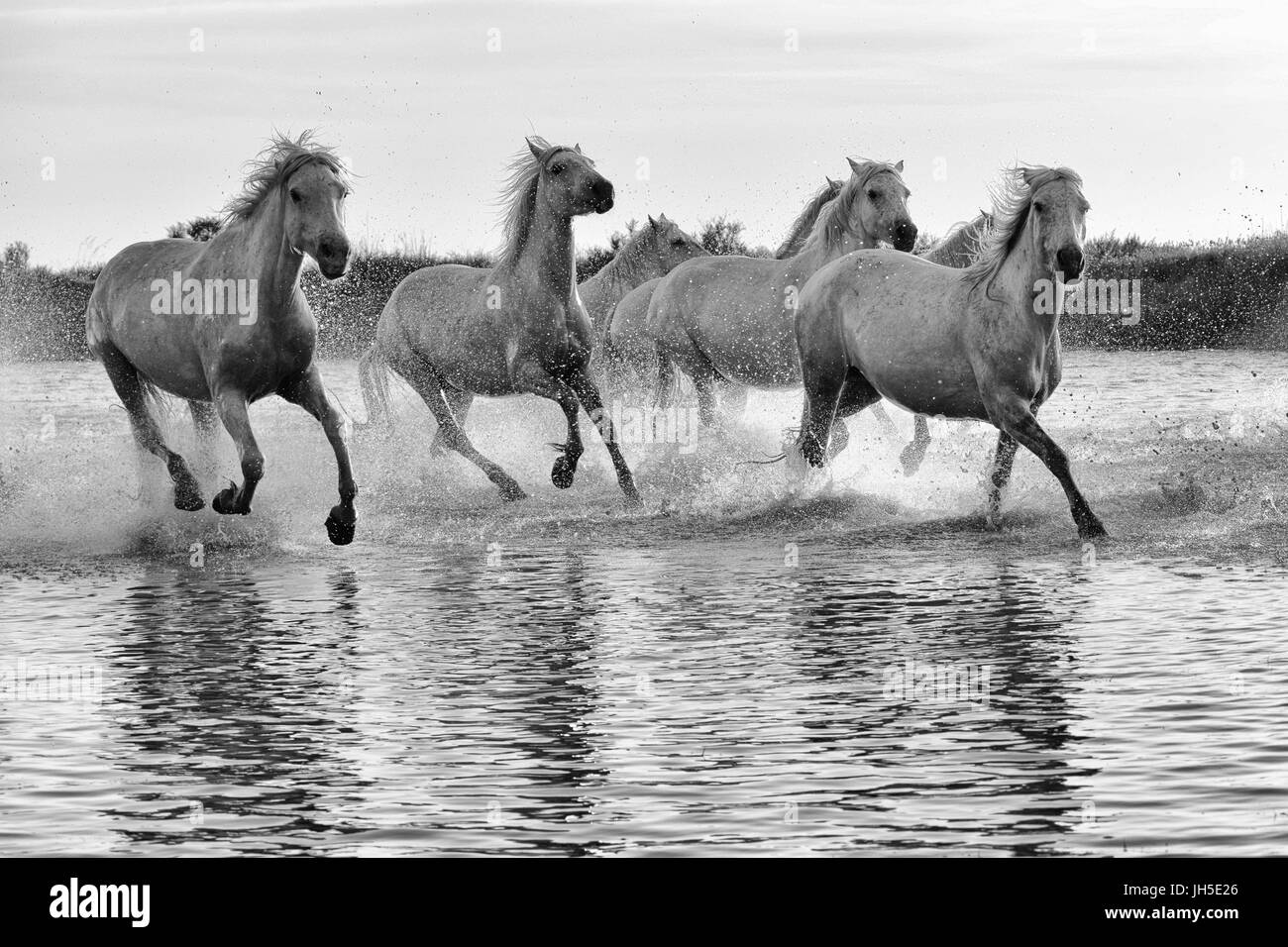 Camargue-Pferde Stockfoto