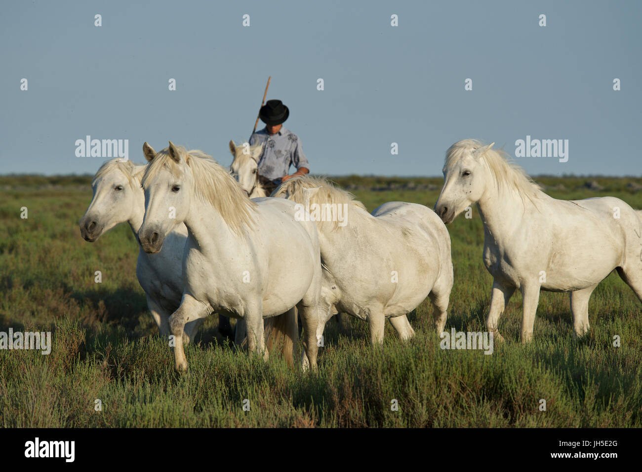 Montiert Rinder Hirte bekannt als Gardians in der Camargue-Delta im Süden Frankreichs. Stockfoto