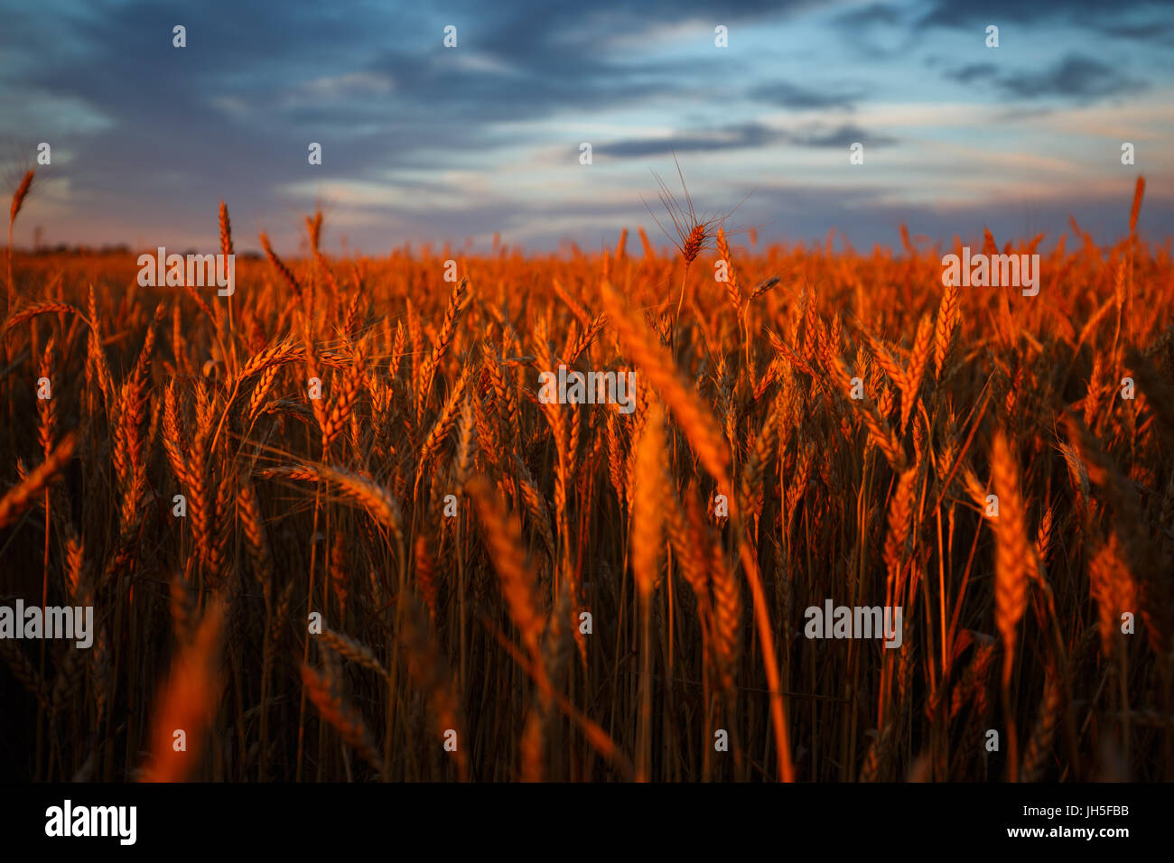 Goldene Ähren auf dem Feld mit bewölktem Himmel im Hintergrund. Abendlicht Stockfoto