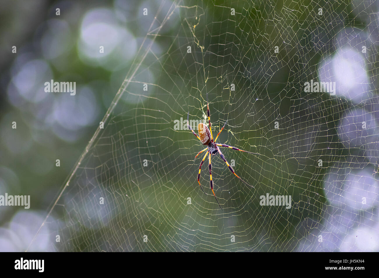 Eine große Golden Silk Orb-Weaver Spinne auf ihr Netz im Brazos Bend State Park Stockfoto