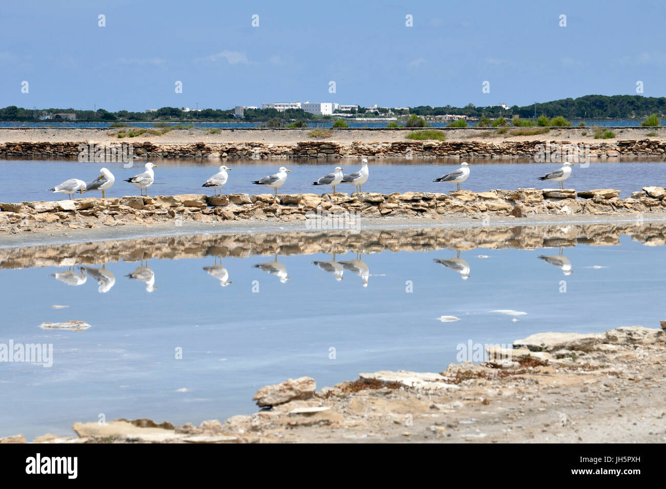 Möwen (Larus michahellis), die in der Saline von Estany Pudent im Naturpark SES Salines ruhen (Formentera, Balearen, Mittelmeer, Spanien) Stockfoto
