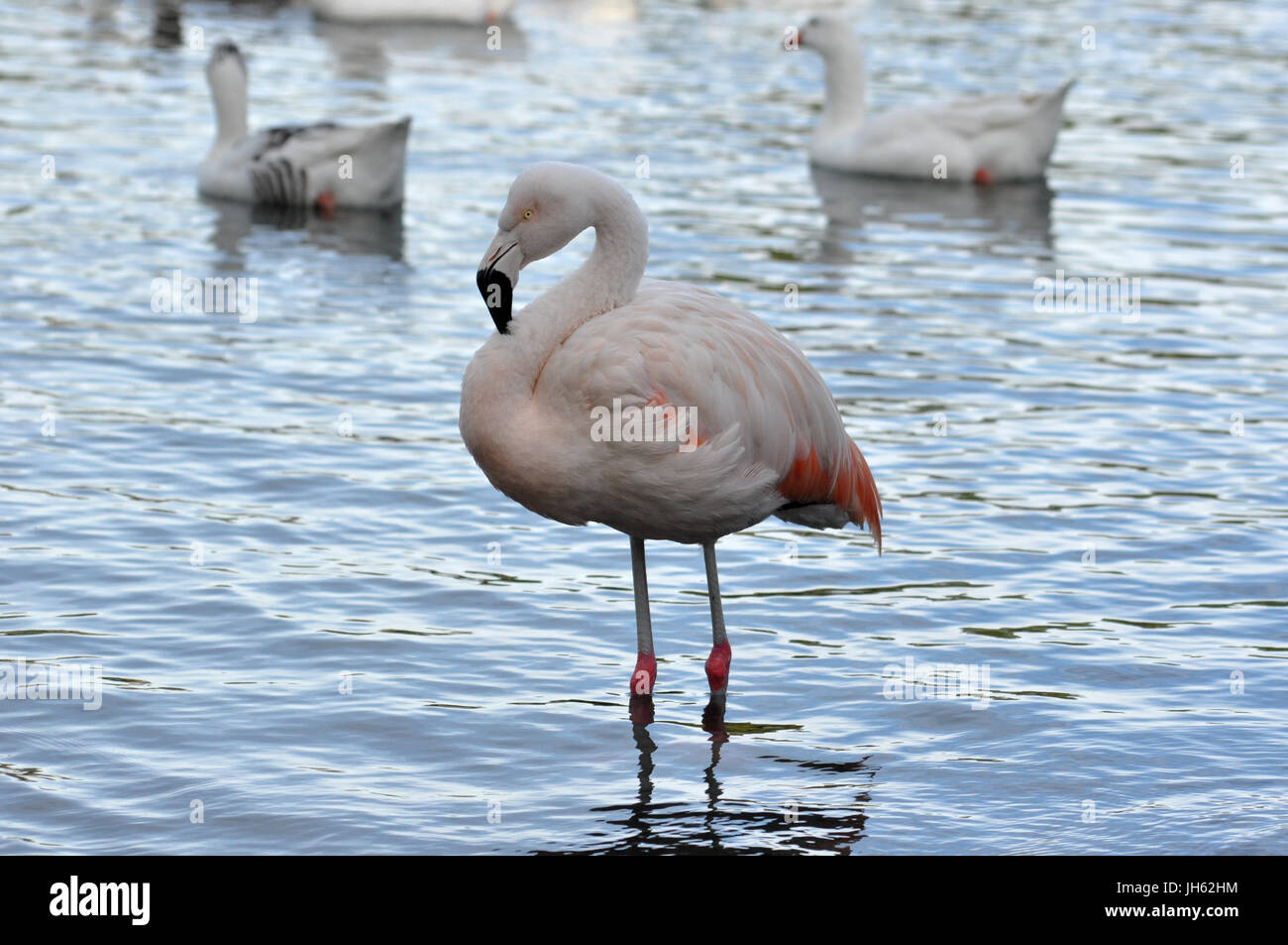 einsame chilenische Flamingo (Phoenicopterus Chilensis) in einem öffentlichen Park in Buenos Aires, Argentinien Stockfoto