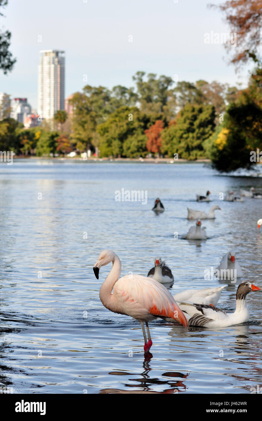 einsame chilenische Flamingo (Phoenicopterus Chilensis) in einem öffentlichen Park in Buenos Aires, Argentinien Stockfoto