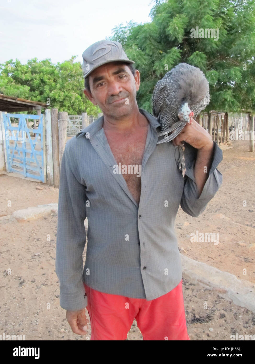 Person, Hen d'angola, 2017, Caatinga, Boa Vista, Paraíba, Brasilien Stockfoto