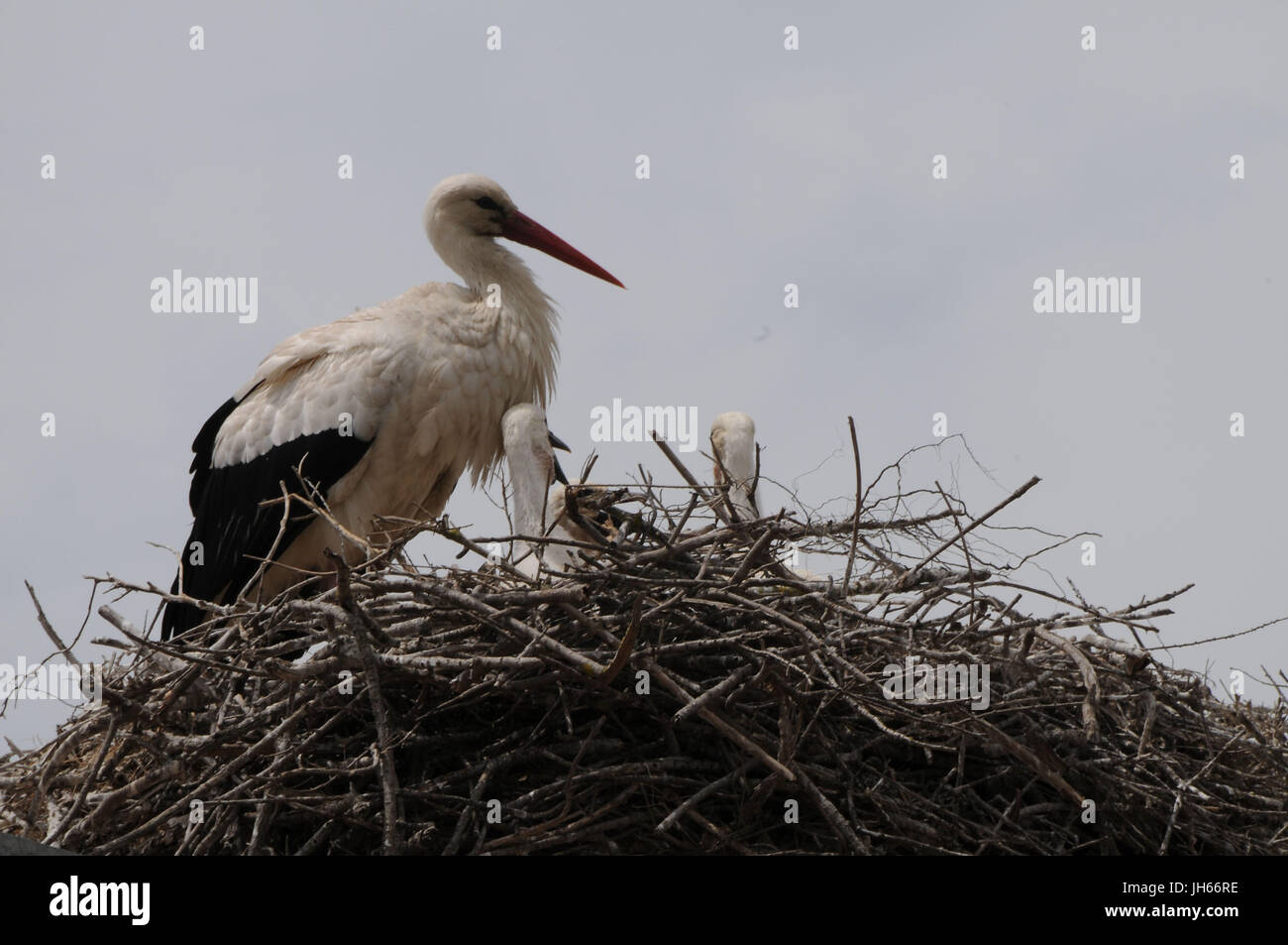 Vogel, Weißstorch, Ciconia Ciconia, 2017, Saint Marie De La Mer, Camargue, Frankreich Stockfoto