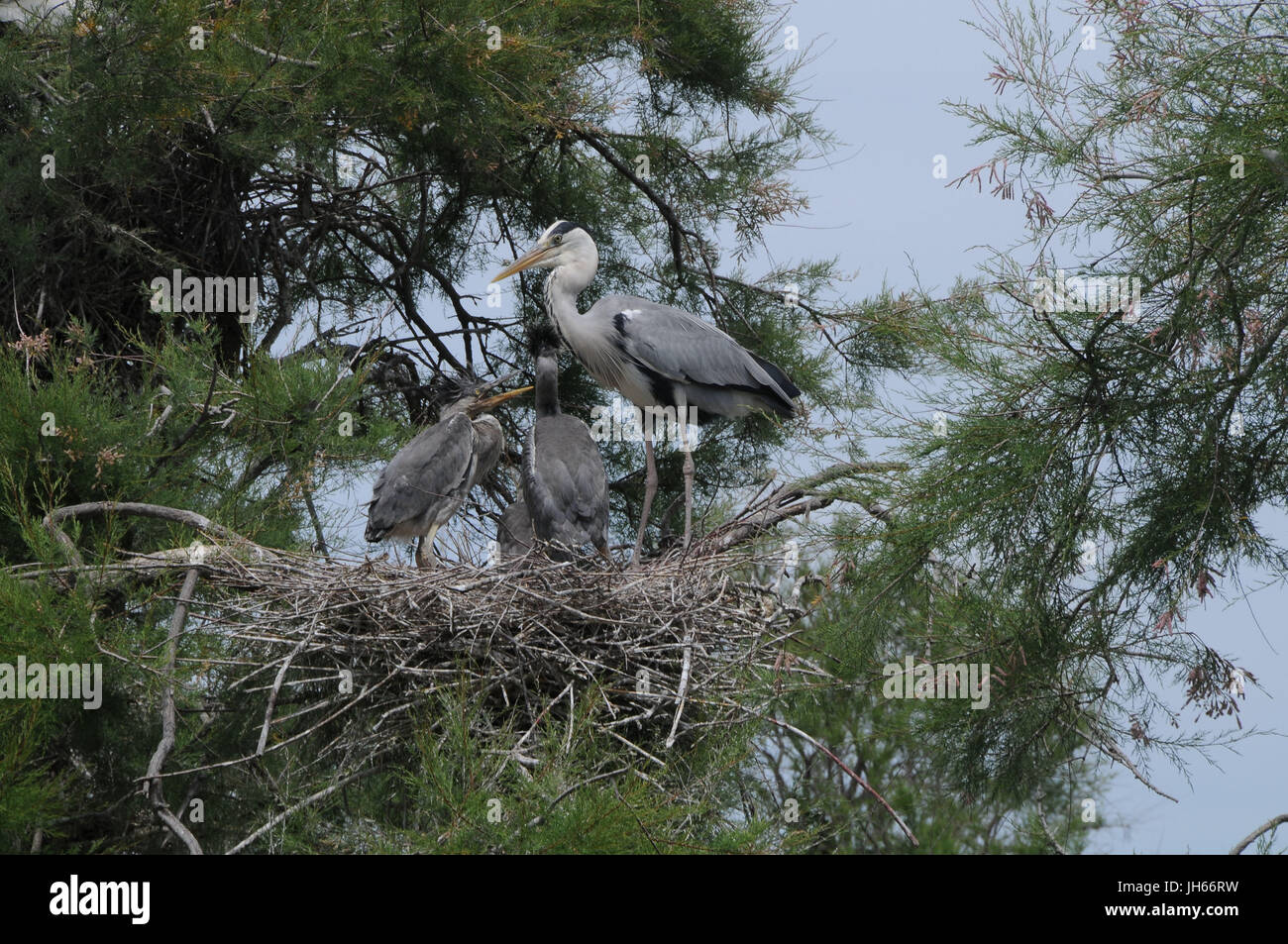 Vögel, Reiher, Pilherodius Pileatus, 2017, Saint Marie De La Mer, Camargue, Frankreich Stockfoto