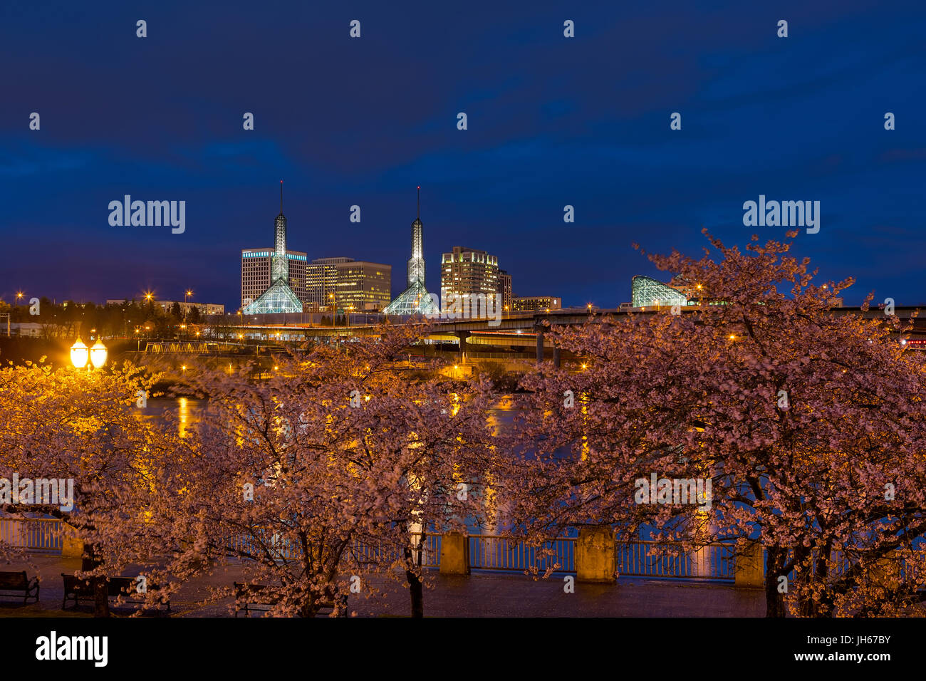 Cherry Blossom Bäume Frühlingsblumen blühen entlang downtown Portland Oregon während der blauen Stunde Stockfoto