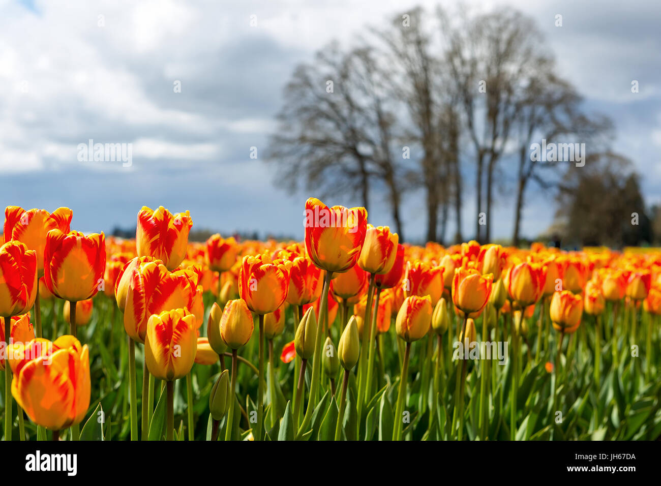 Rot und gelb gefärbt Tulpen auf hölzernen Schuhs Tulpenfestival in Woodburn Oregon Stockfoto