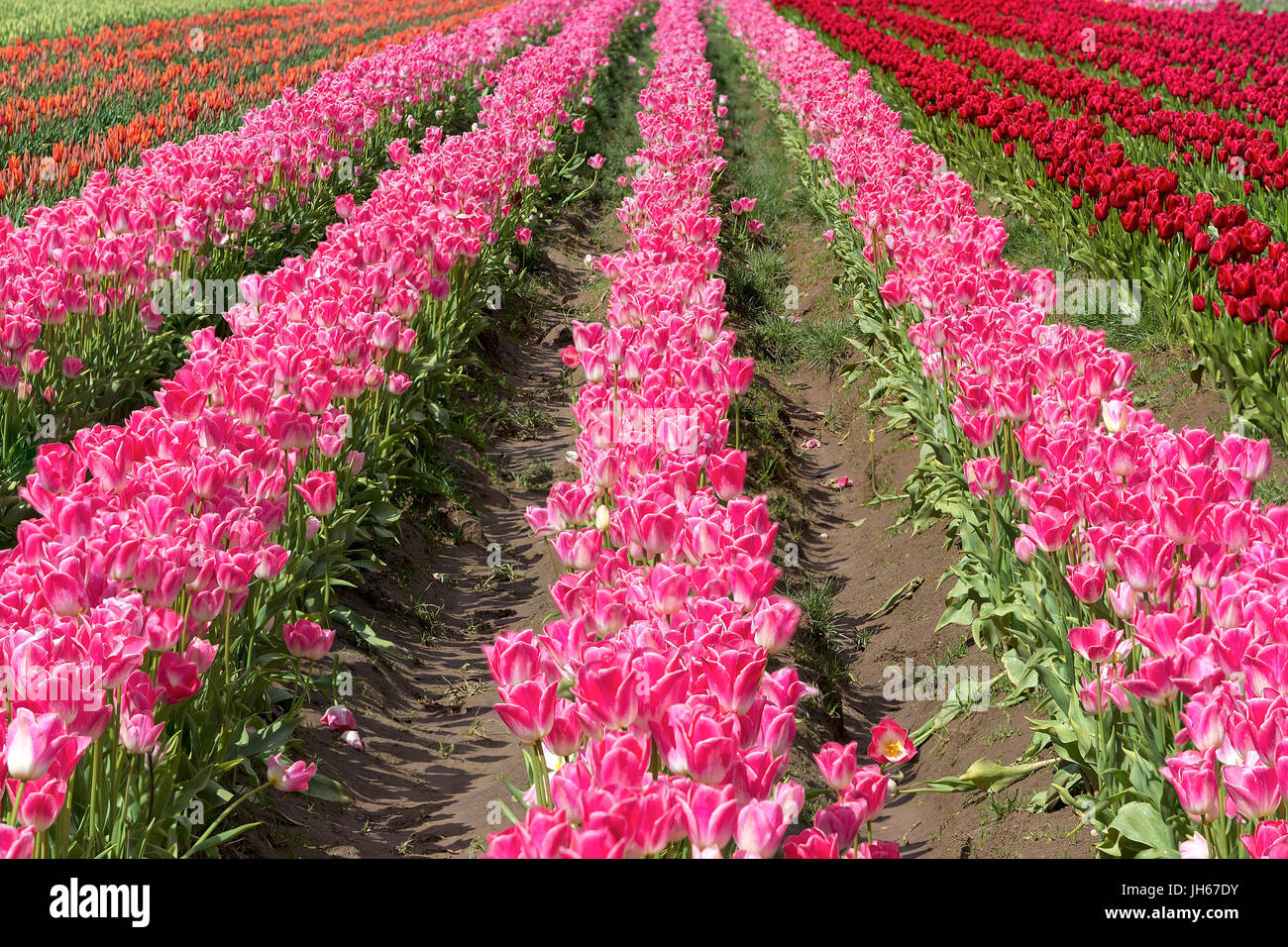 Bunte Reihen von Tulpen blühen in hölzernen Schuhs Tulpenfestival in Woodburn Oregon Stockfoto
