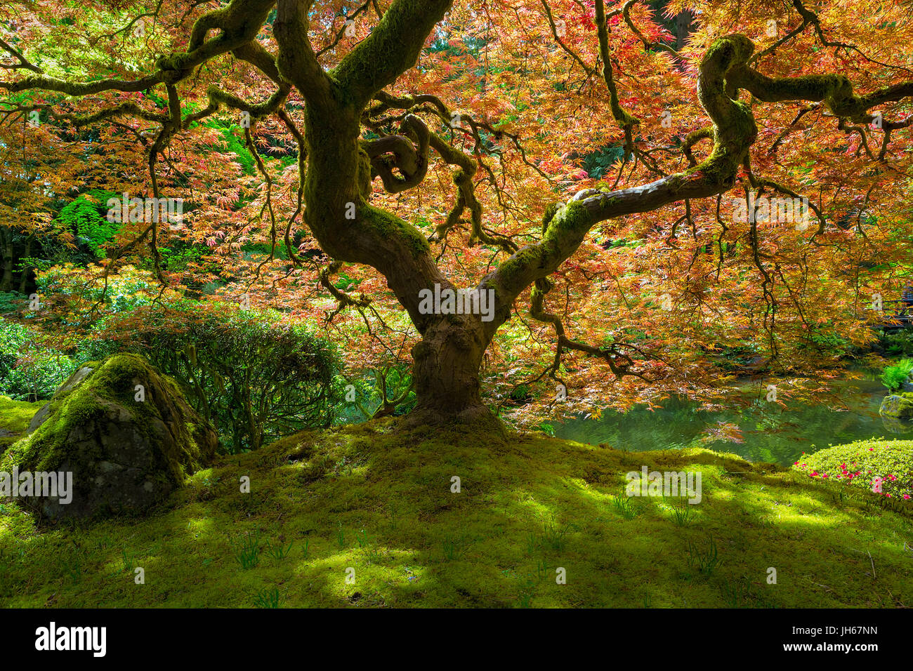 Roter japanischer Ahornbaum gebadet im Sonnenlicht bei Portland Japanese Garden im Frühling Stockfoto