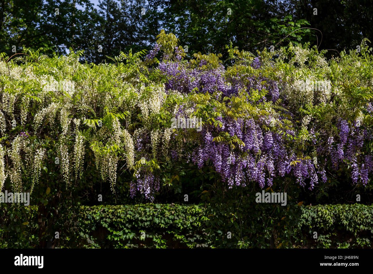 Blüte lila Glyzinien, lila Glyzinien, Garten, die Hess Collection Winery, Napa County, Kalifornien, Napa, Napa Valley Stockfoto