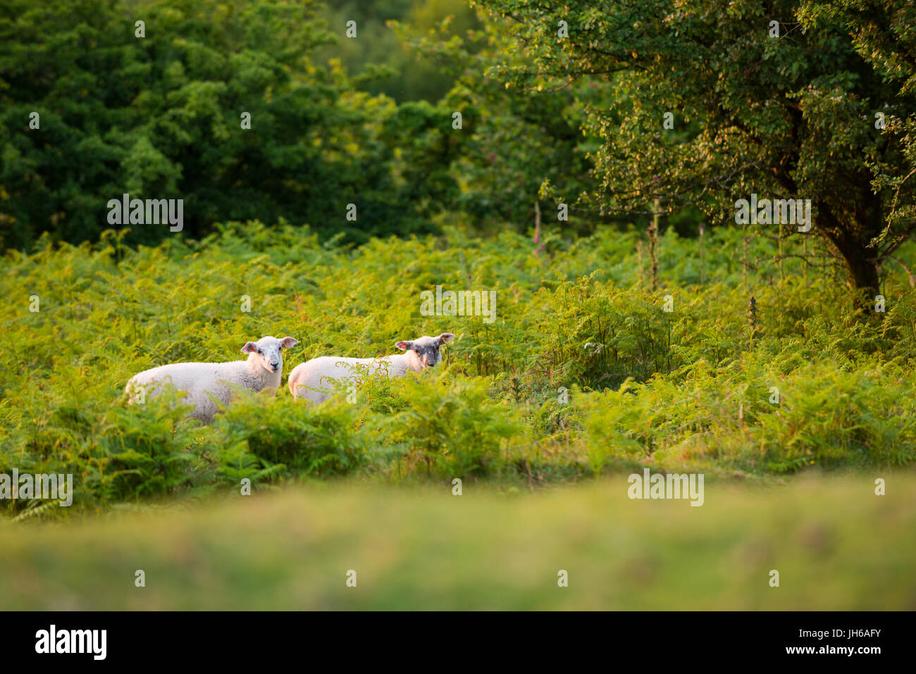 Zwei Schafe grasen auf Braken an den Hängen des Pilsden Stift in West Dorset, England, UK Stockfoto