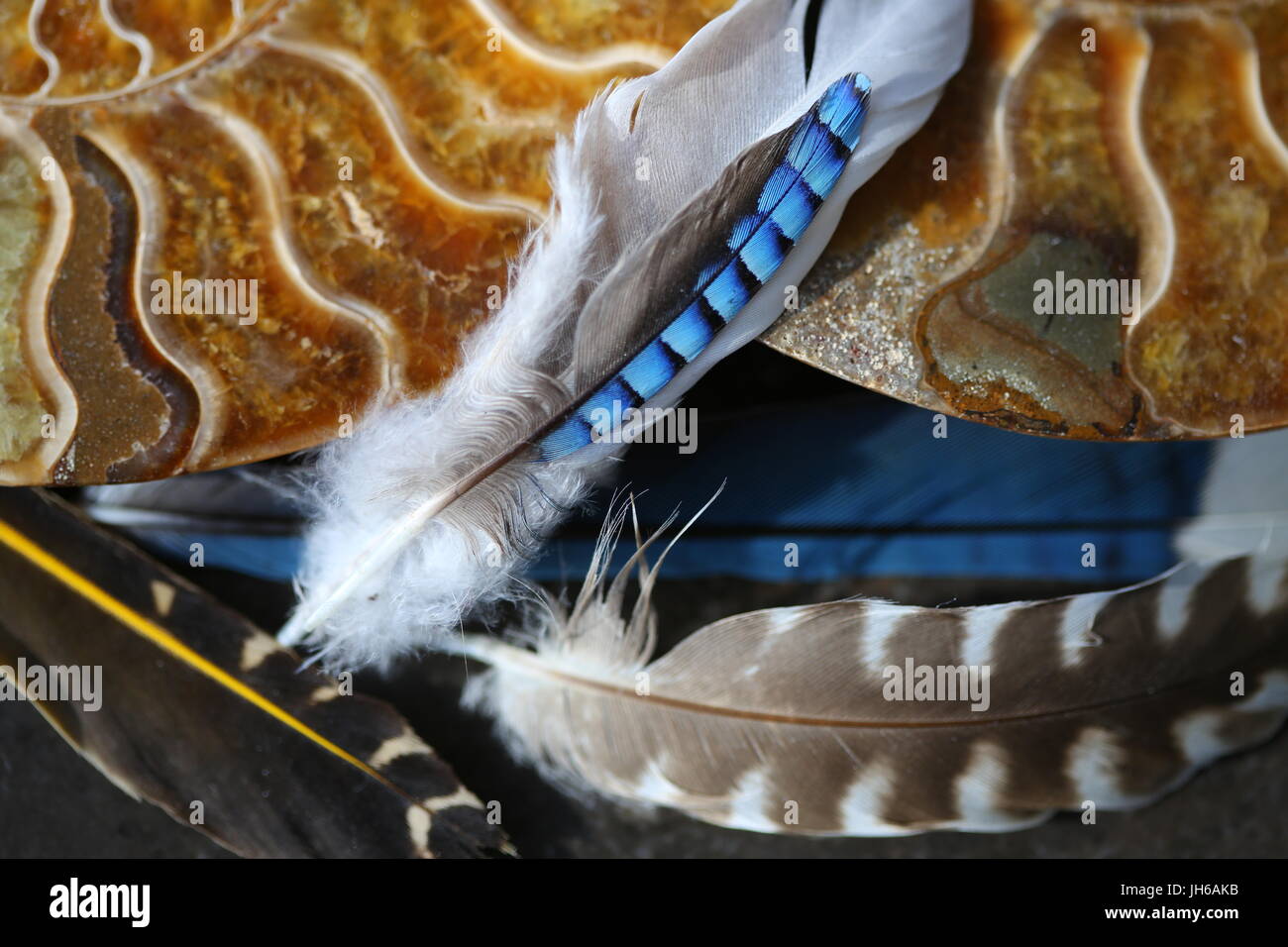 Nautilus fossile Ammoniten und Feder Stockfoto