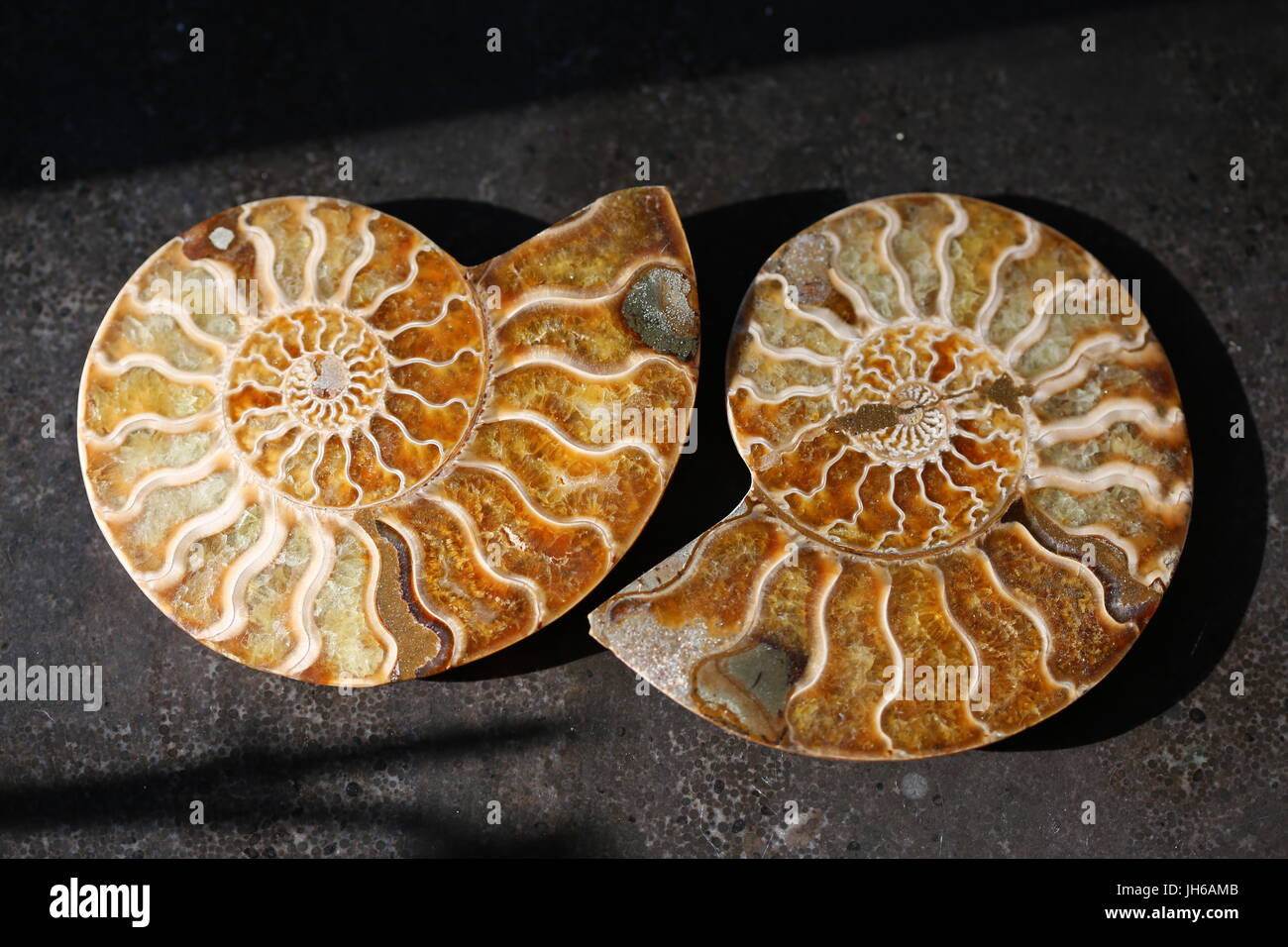 Nautilus fossile Ammoniten Stockfoto