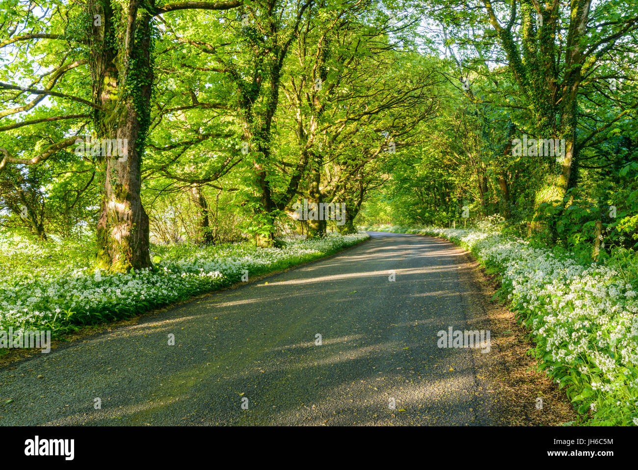 Wilde Knoblauch Belag Banken auf der Seite eine kleine Straße in North Dorset in der Nähe der kleinen Stadt von Minterne Magna, England, UK Stockfoto